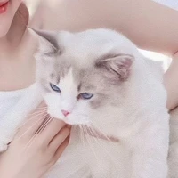 เเอด