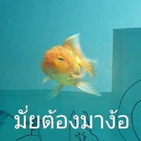 โปเกม่อน