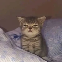 lunu lini
(kucing)