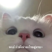 เป็นทุกอย่าง