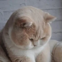มูมู้