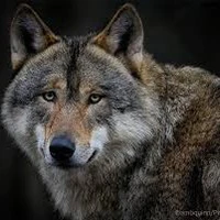 wolf hound