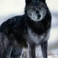 Ares