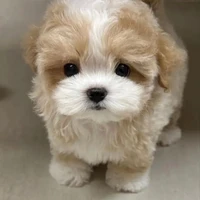 Simba