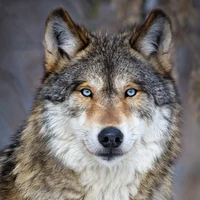 lobo de jm