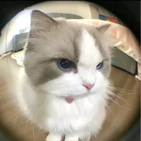แอด