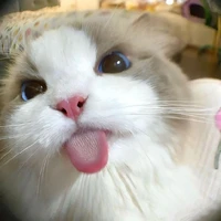 มิเกล👑(นางเอกร่างแมว)