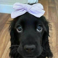 luna ( cachorra de isa)