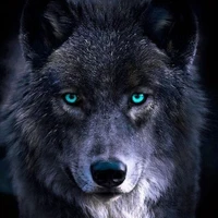Min (lobo de JM)