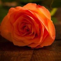 orange rose