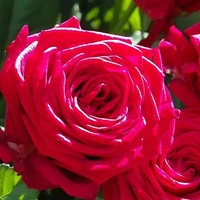 rose mom