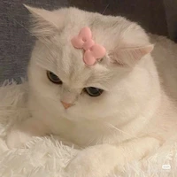 (นางเอกร่างแมว)