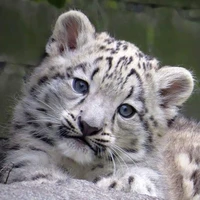 โฮกปิ๊ป/ร่างเสือ