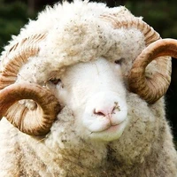 🌻แจ็ค-แพะ