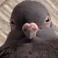 ♥︎วีเรอ-นกพิราบ♥︎