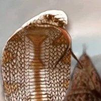 แอด