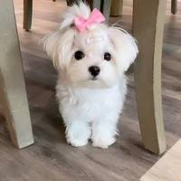 princesa