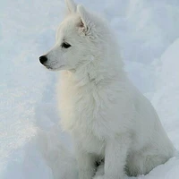 lobo bb