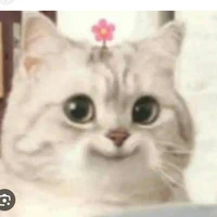 แมวเจ๊ติม