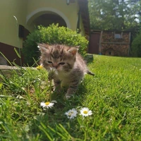 Meoauthor