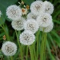 Dandelion Winter