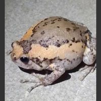 อึ่ง