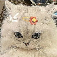 sistem {Rei}(mod kucing)