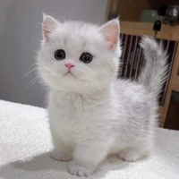 กันดาฟ(แมวพอ.ตอนเด็ก)