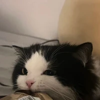 ชีสเค้ก​