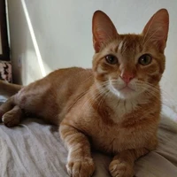 Amarelo/My cat