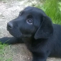 Max/My dog