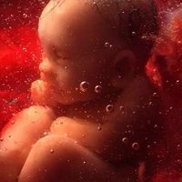 fetus / Baby (FL)