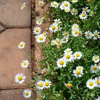 แอดเองจ้าาา