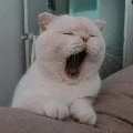Devil