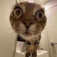 your weird author 😽