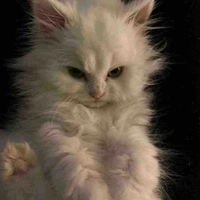 Some cat