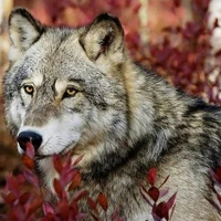 lobo de t/n