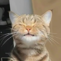 Kiara 🐈
