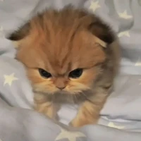แอดเอง~