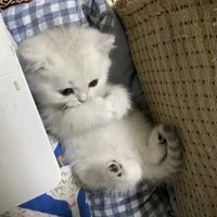 เฟย | ตอนเป็นแมว🐱🤍
