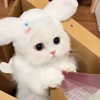 คามิลลา วอเร็น