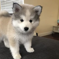 ปลาทู 🐶