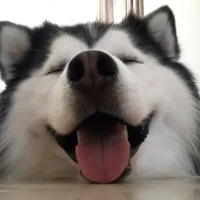 กาฟิวร์🐶