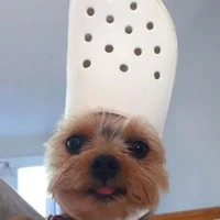 Loulou auteur