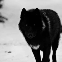 Lobo