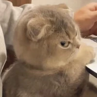 Baby author 🥺