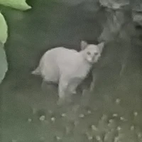 ไอขาว