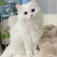 อลิส(เมย์ร่างเเมว)