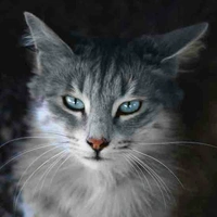 Raven(cat)