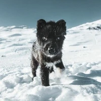 cachorro (Zeus)